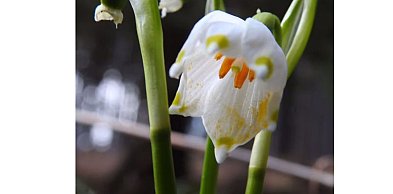 Pierwsze kwiatki w Karkonoszach