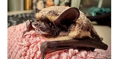 Wiosenne przebudzenie