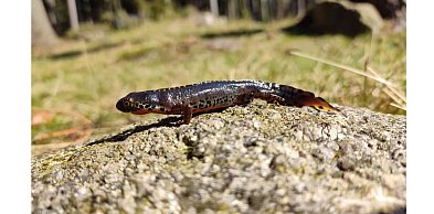 Wiosenna wędrówka płazów – dlaczego „Akcja Żaba” ma znaczenie?