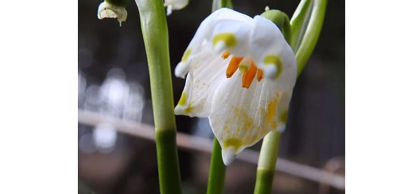 Pierwsze kwiatki w Karkonoszach