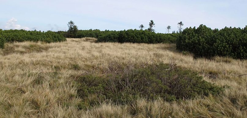 Botaniczny unikat w Karkonoszach