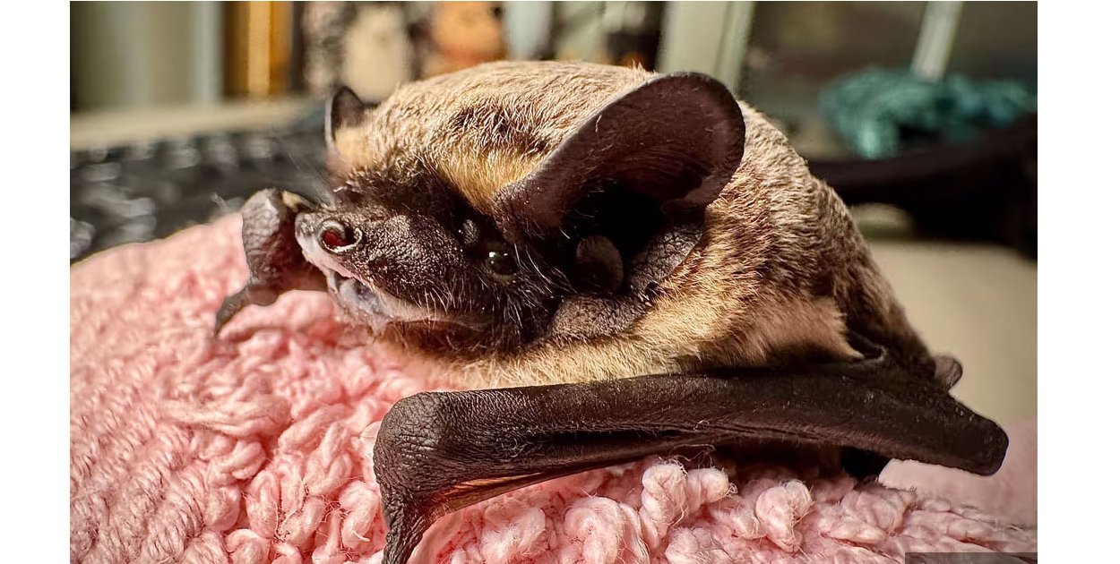 Wiosenne przebudzenie